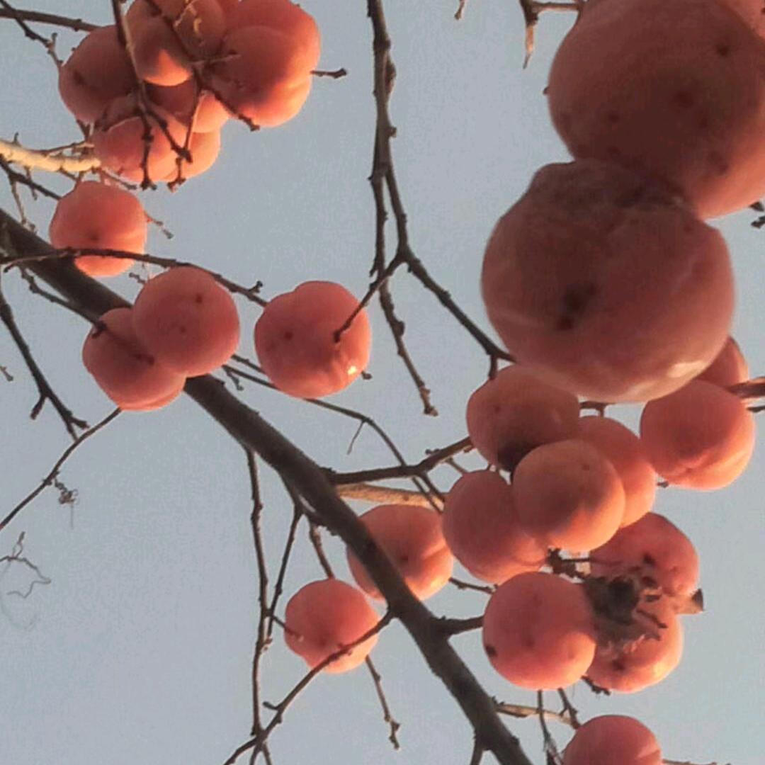 平安竹，记录生活点滴，只为开心快乐