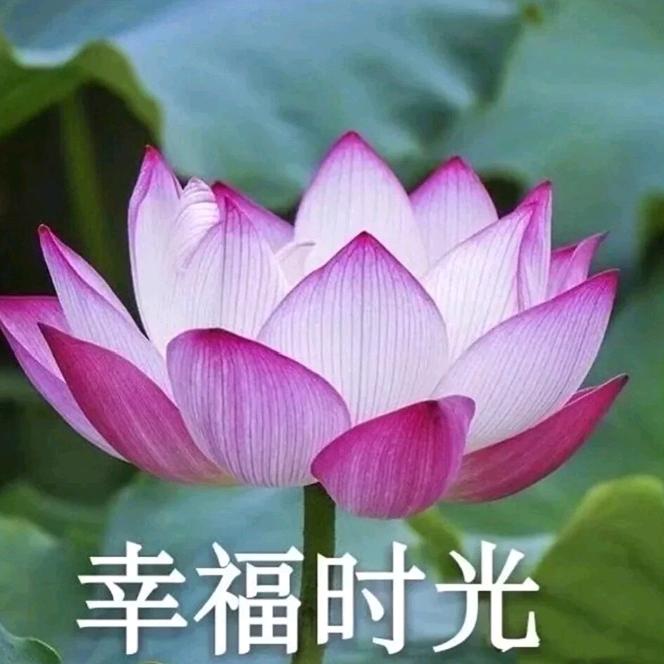 知足常乐