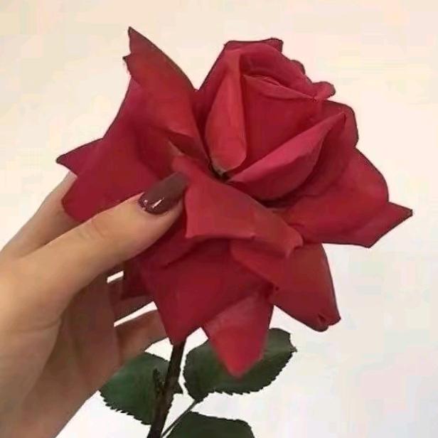 宇之通花卉(精品月季绿植盆景)
