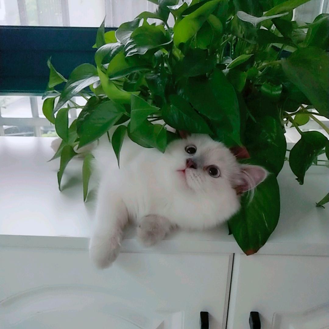 萌宝💋没烦恼