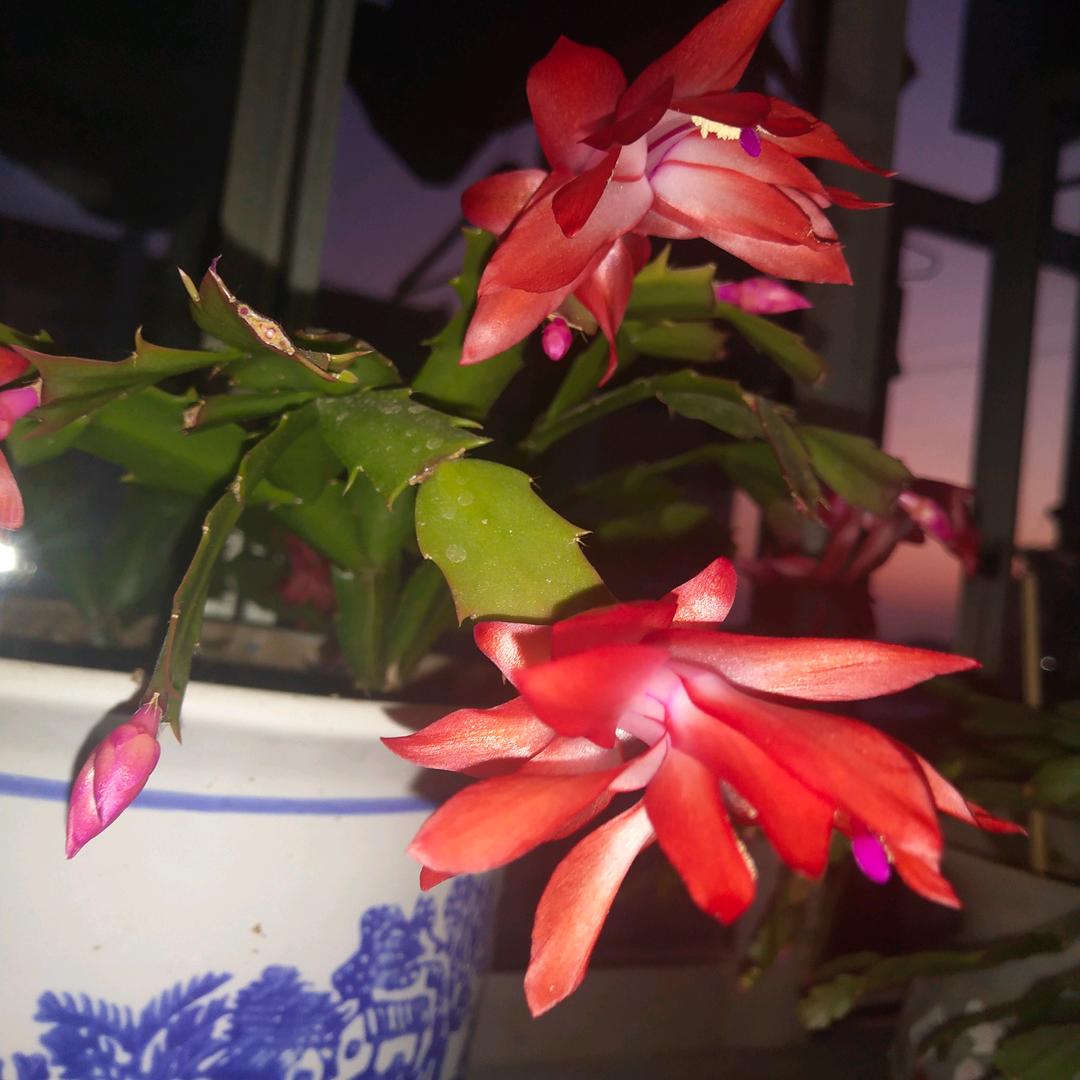 一帆风顺