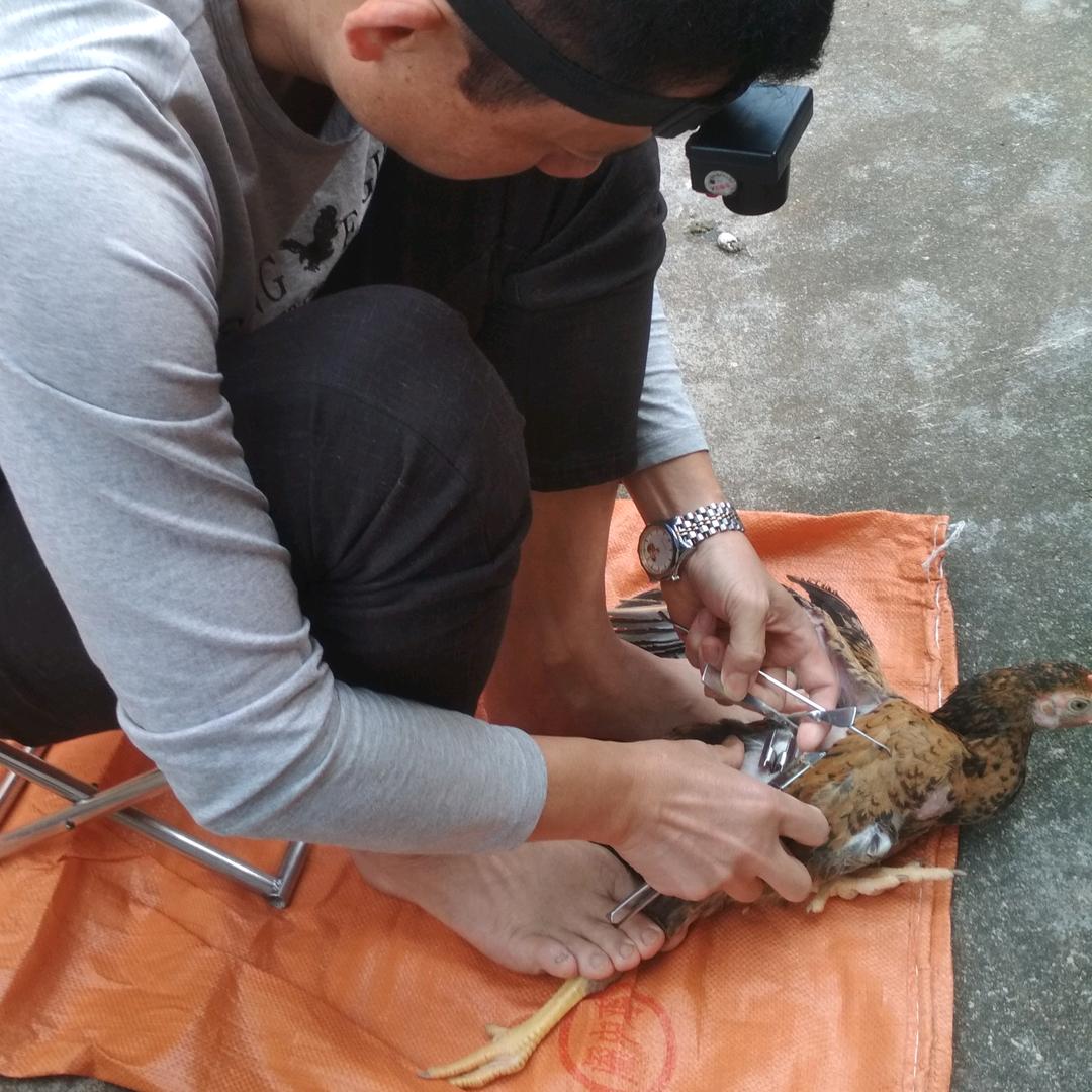 玉林阉鸡手艺人☞李师傅{流浪刀客}