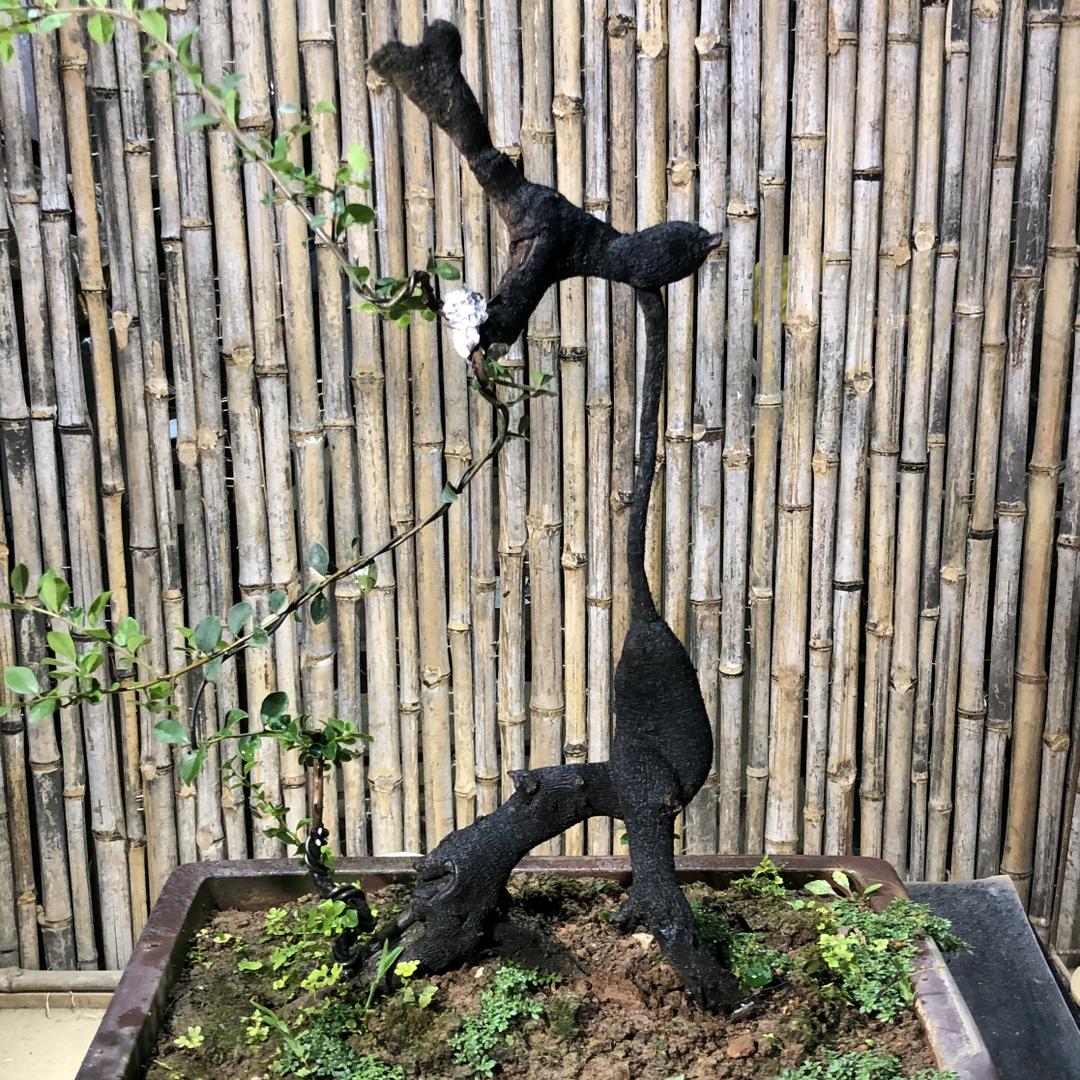 宇宙园艺