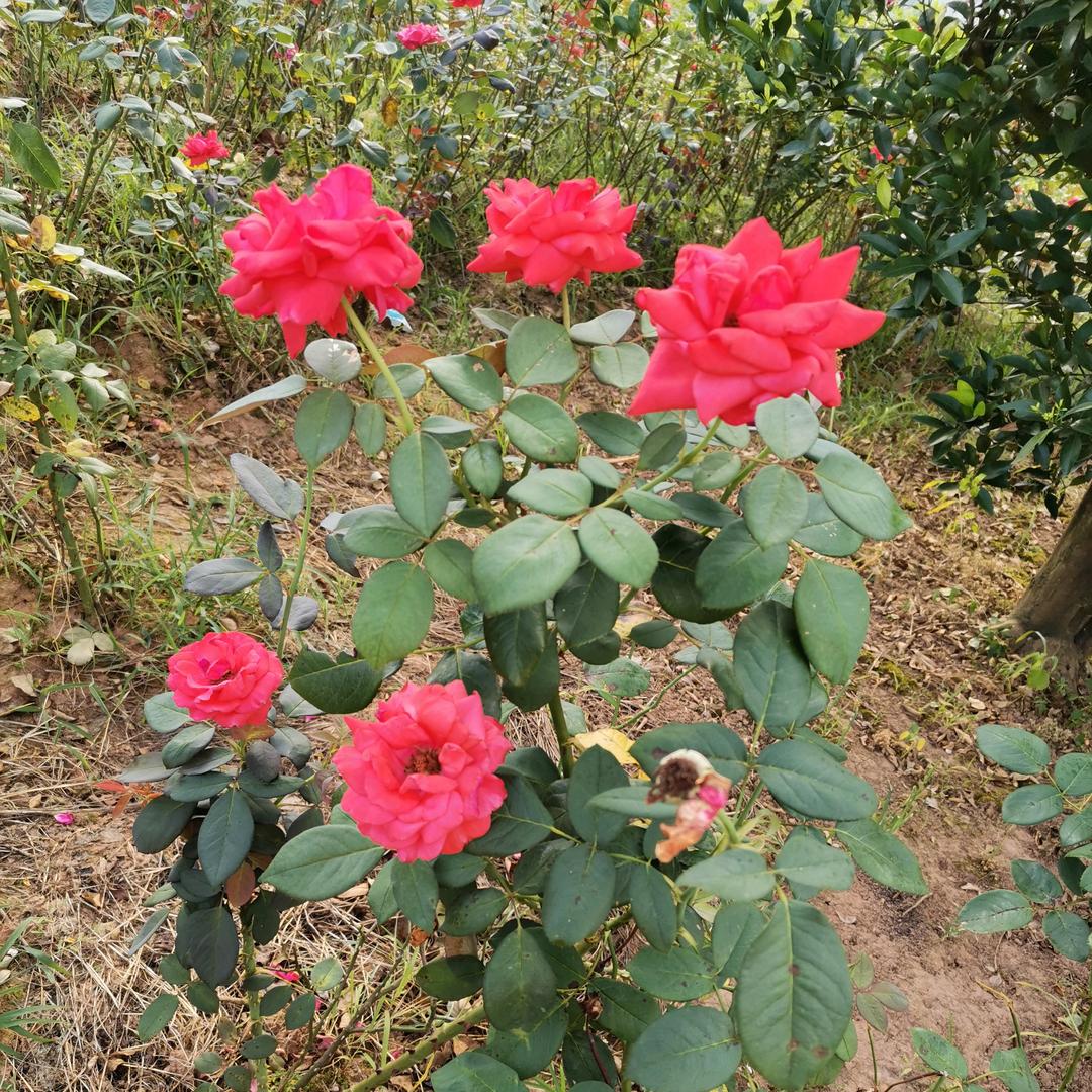 花花