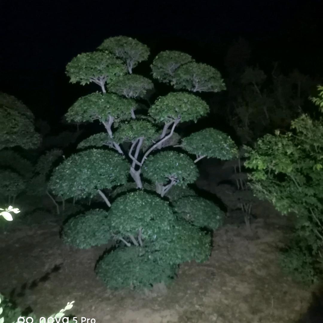 华荫园林