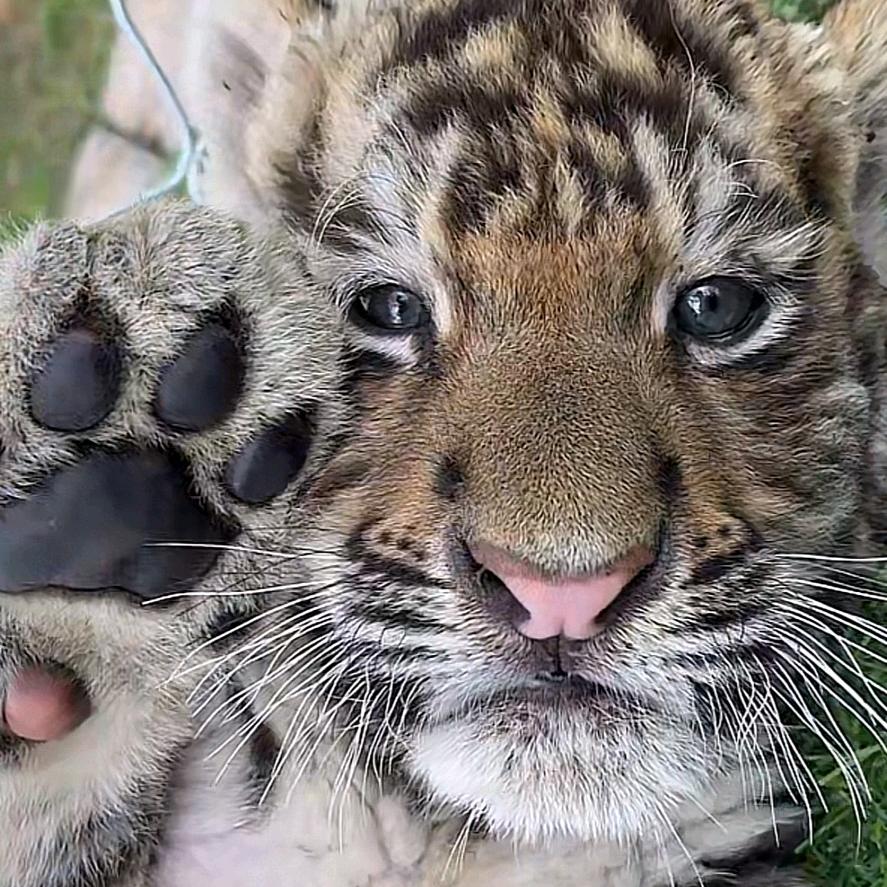 一口十盘尖椒土豆片🏂