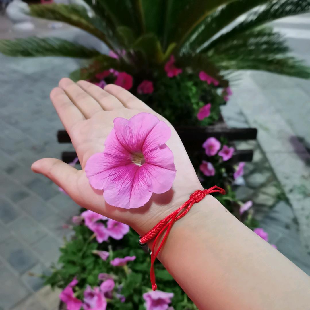 花🌸🌸仙子🌸🌸🍭🍭