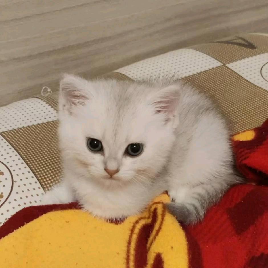 小小黑v