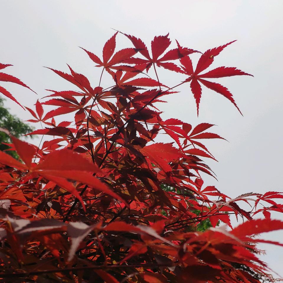 流芳港湾