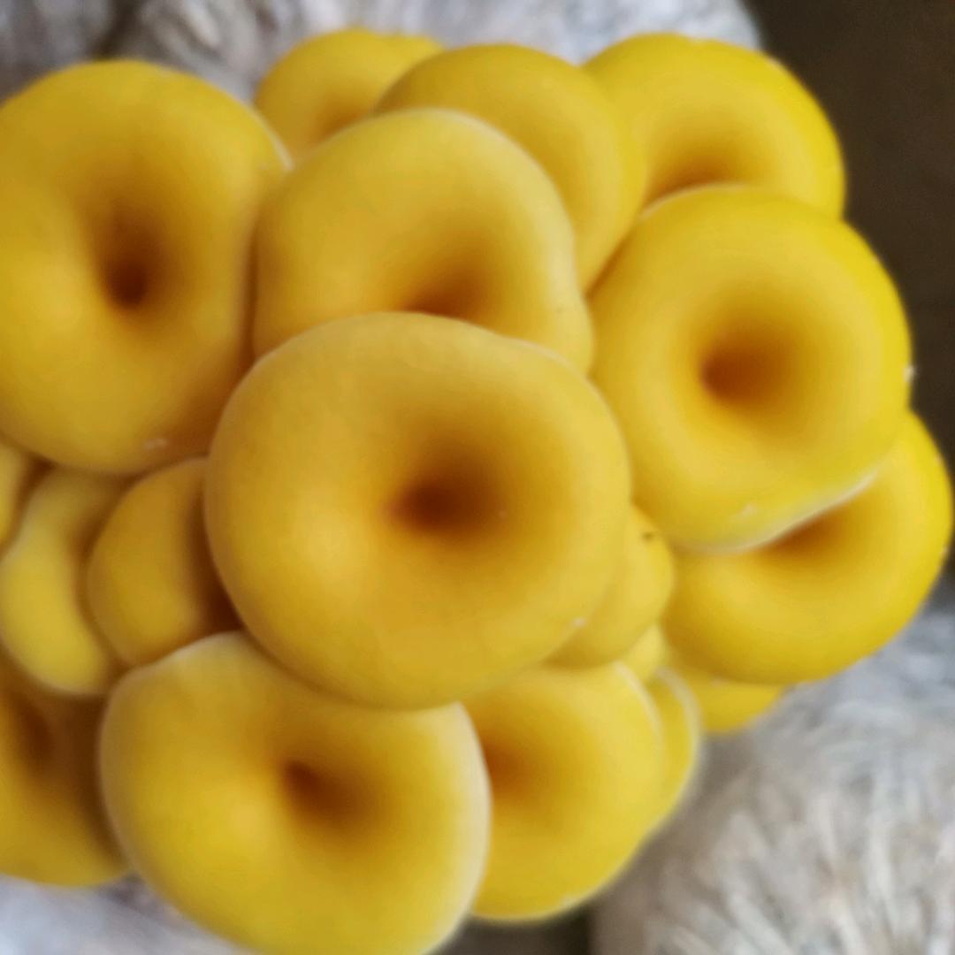 潍坊寒亭区富凯食用菌家庭农场