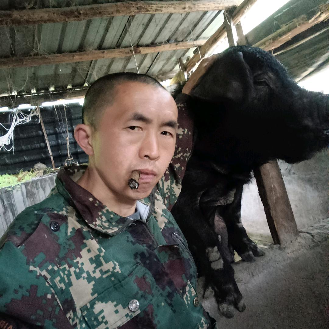 生猪养殖，<<笑神锋哥>>