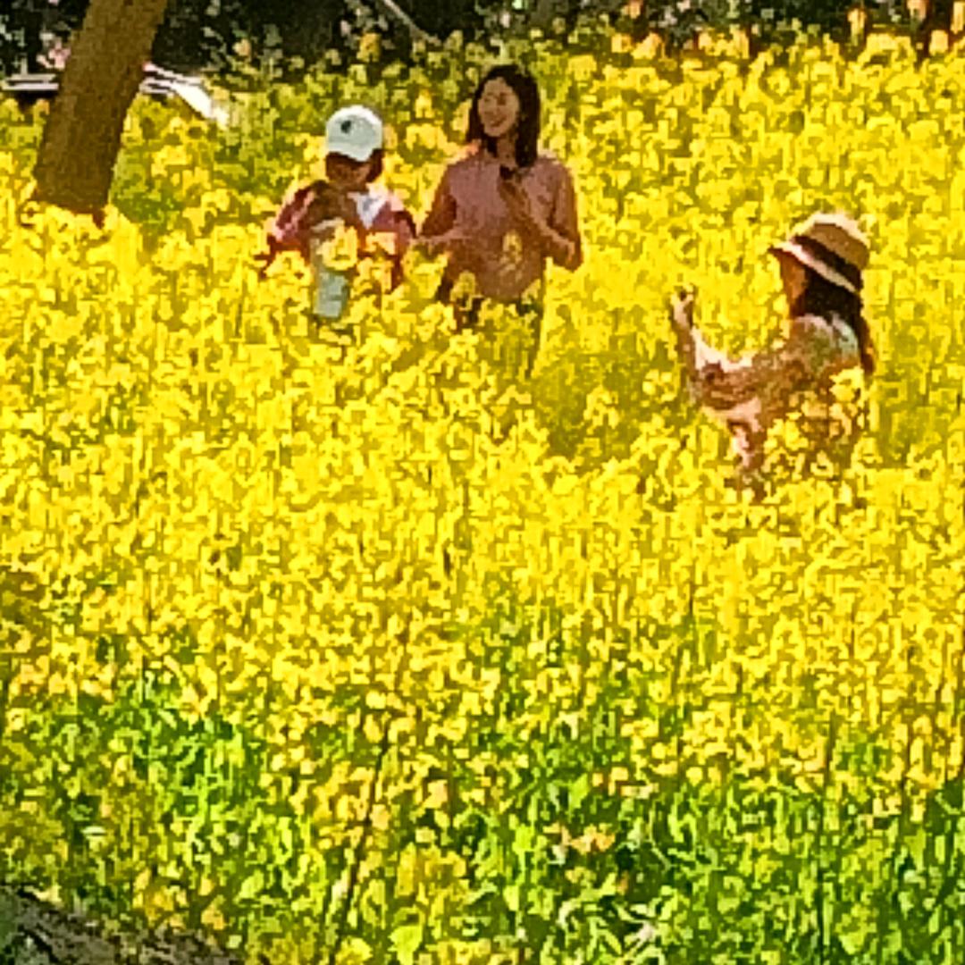 🍓安然