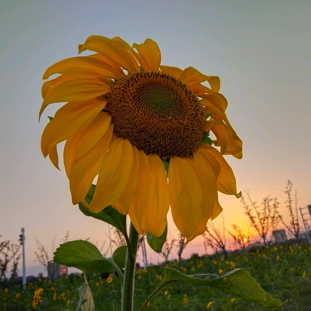 我从不认为我有多好