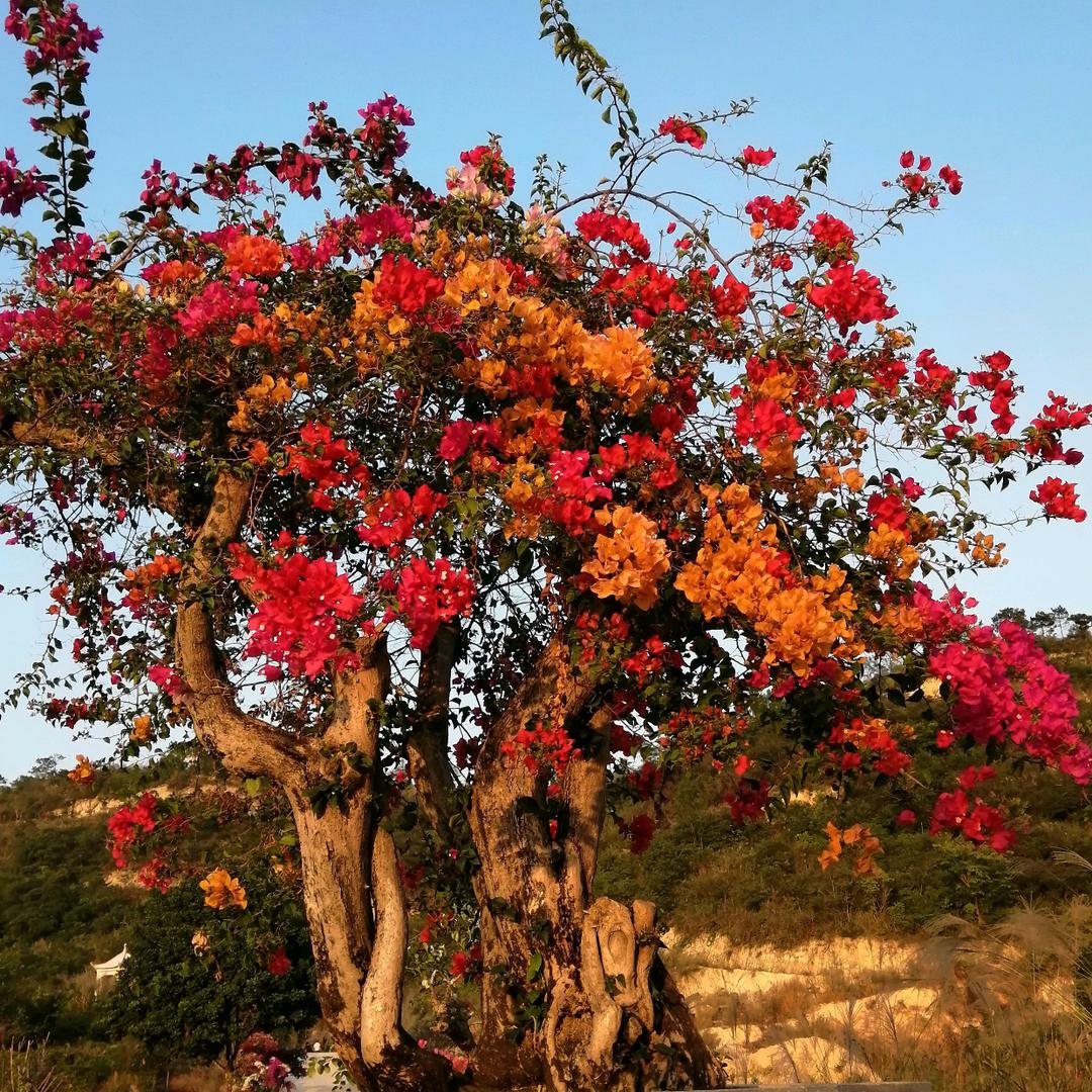 林梦LD（手机攝影）