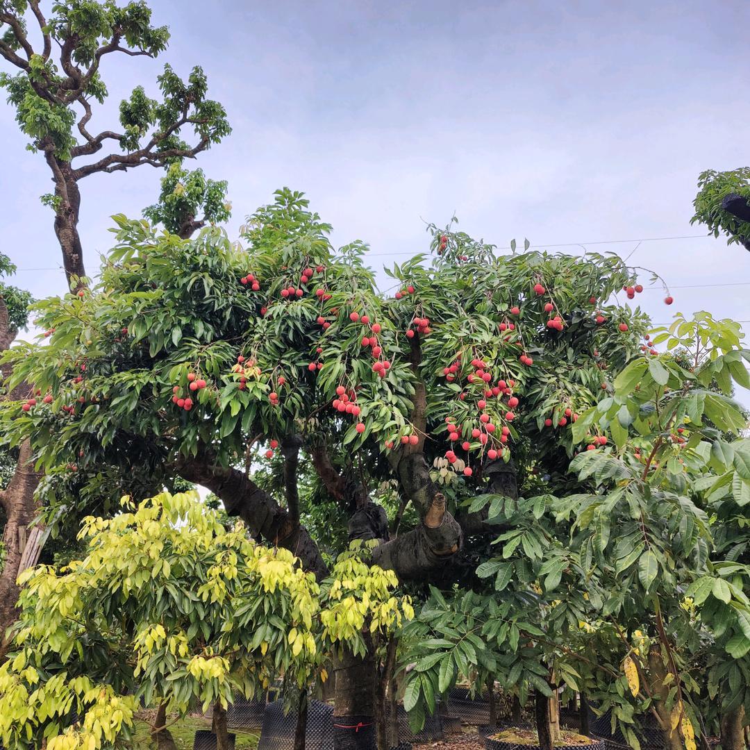 增城国扶种植场