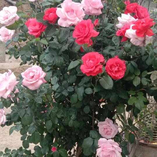 回忆☘️总想🍃哭《扎心》