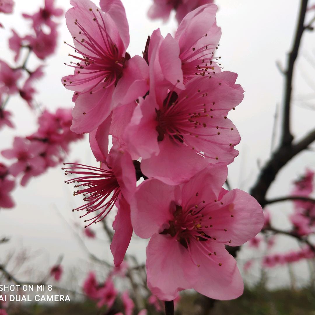 小米粥（拒绝私聊）