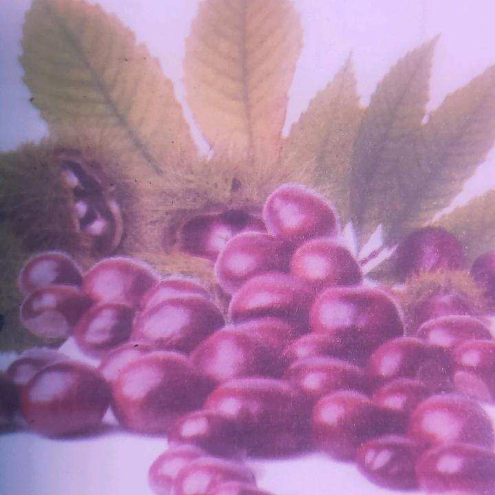 千寻小栗