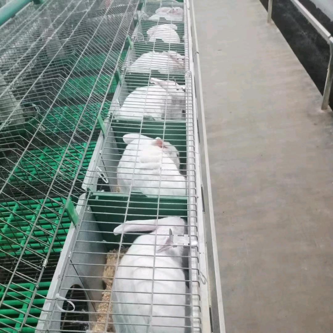 长期收淘汰兔
