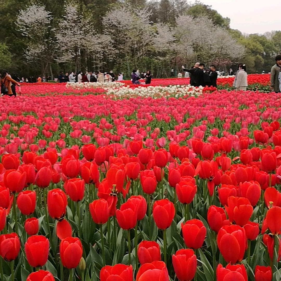 日月田心用户3292472163659