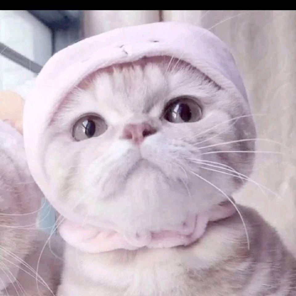 暴龙兽