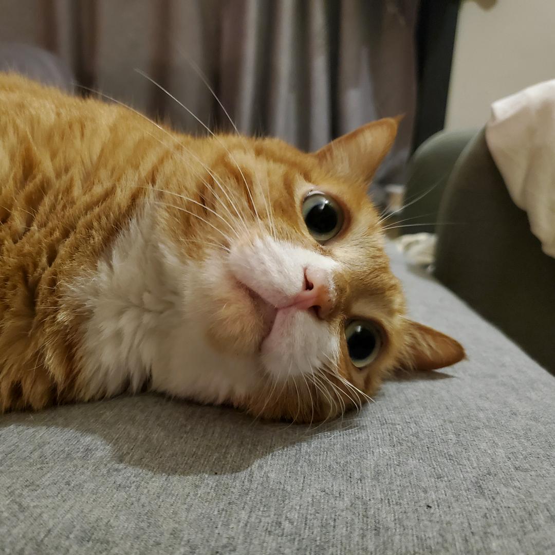 爱唱歌也爱猫的Ac