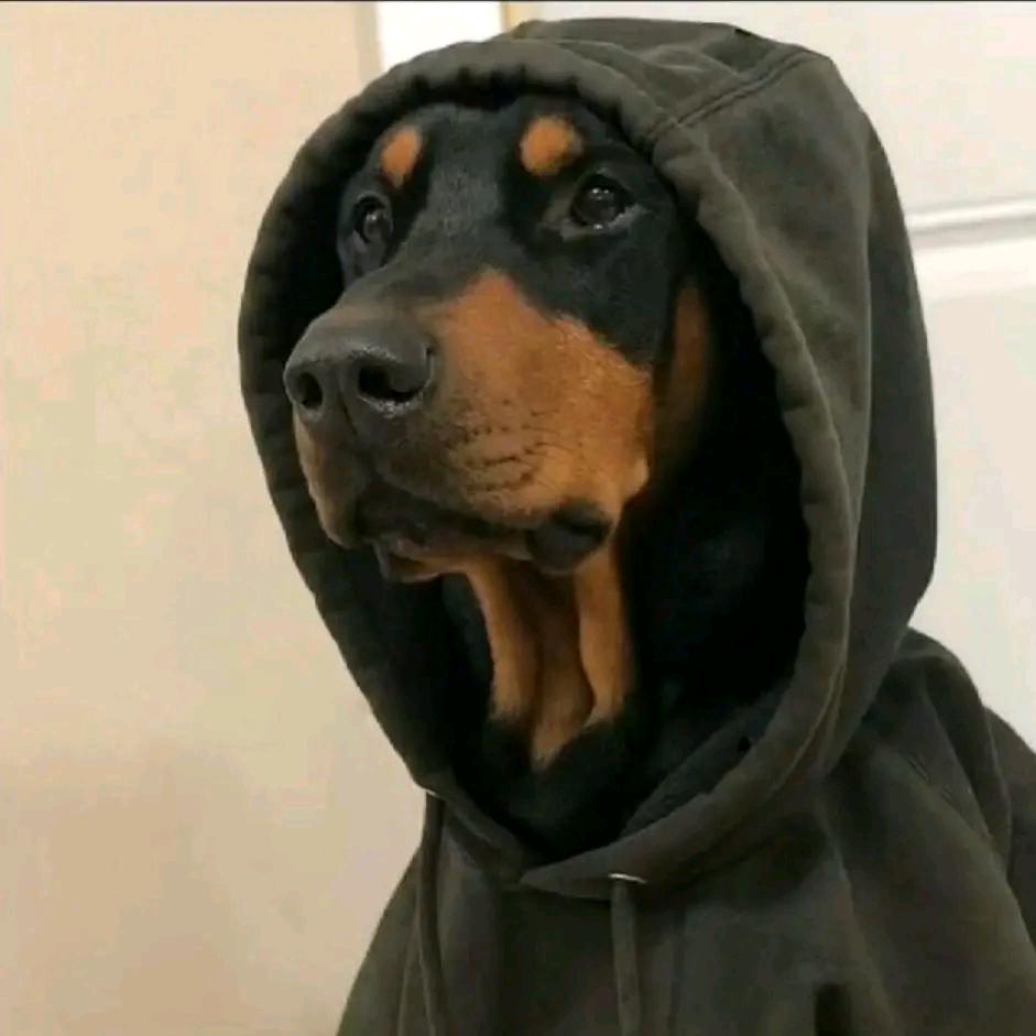 老师歹到就装懵V