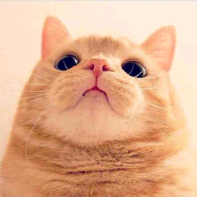 🐱文🐟
