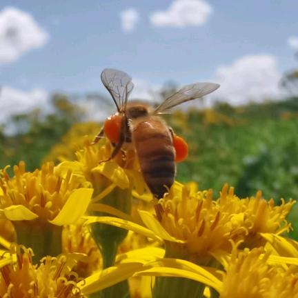 铁力市朗乡林河蜂场