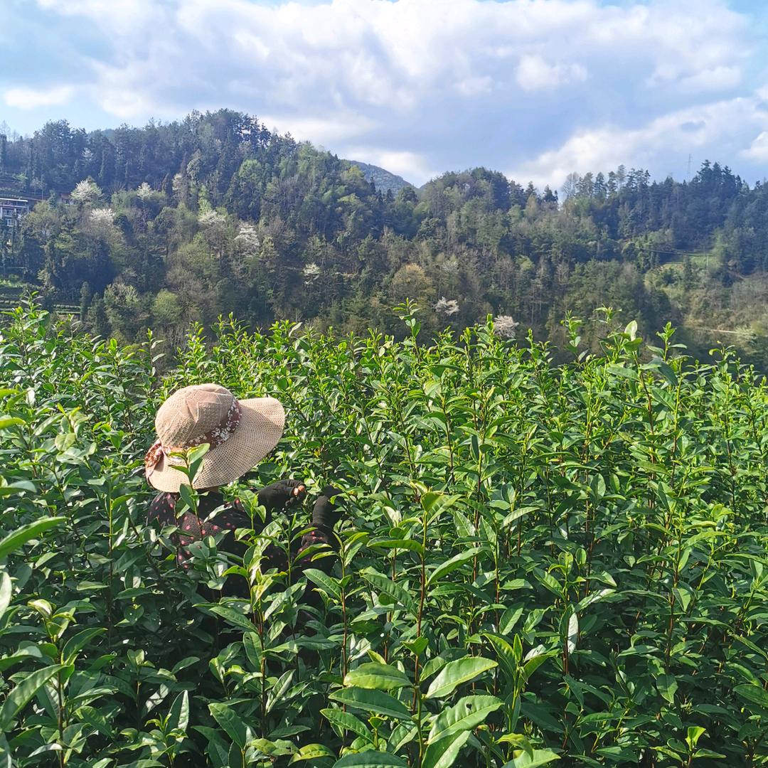 小叶茶叶供应链