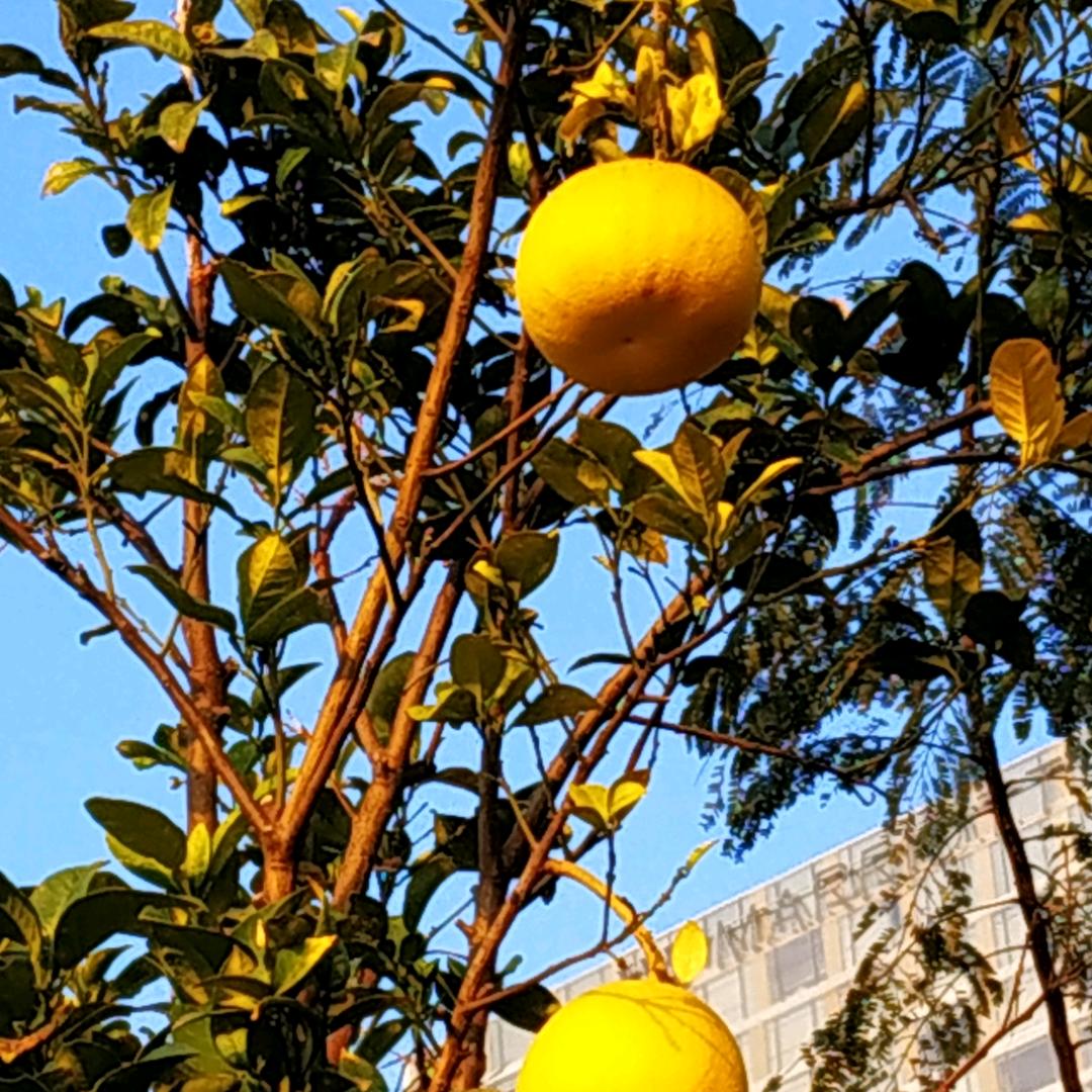 陆飞