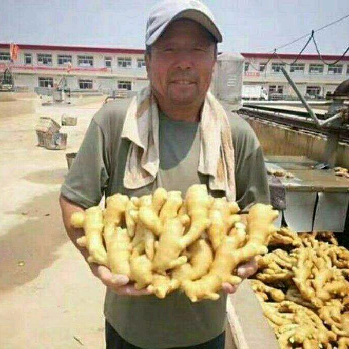 山东生姜产地代收代存代发2