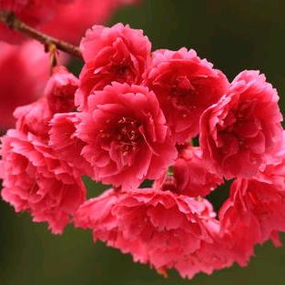 花开春天来