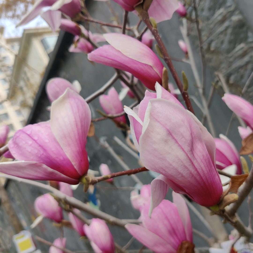 春花