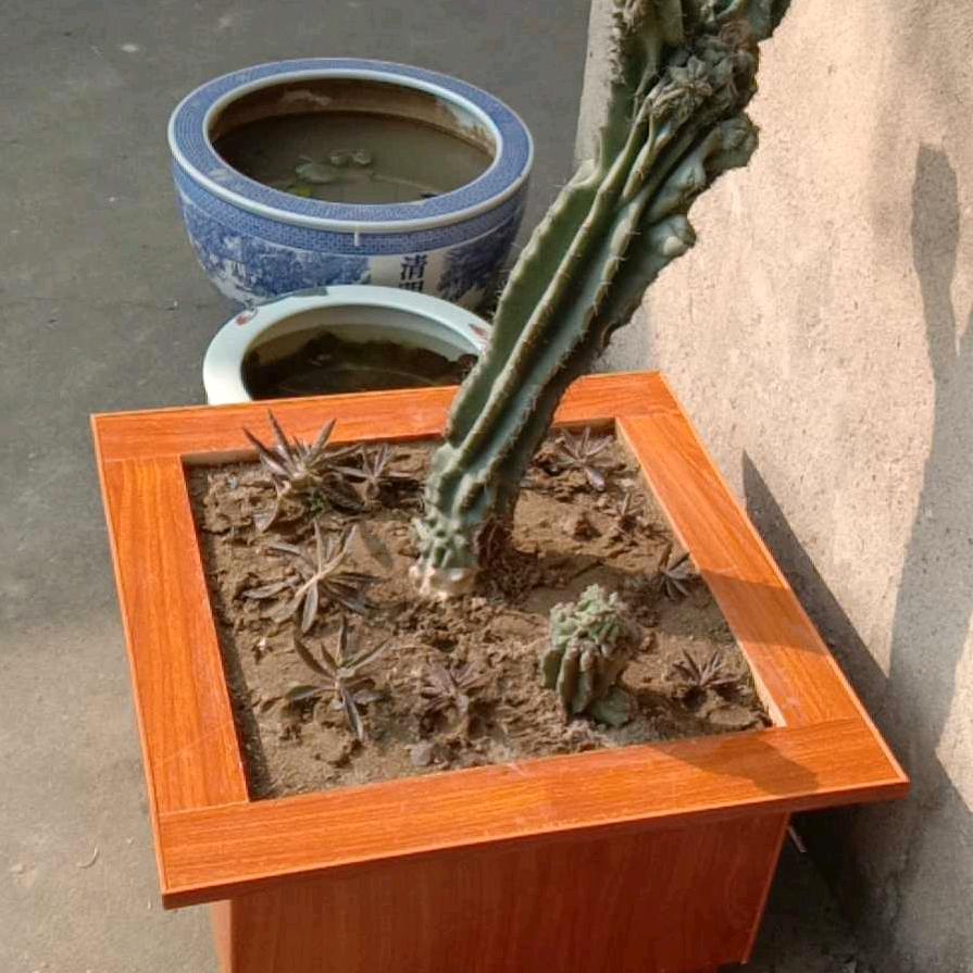 江哥