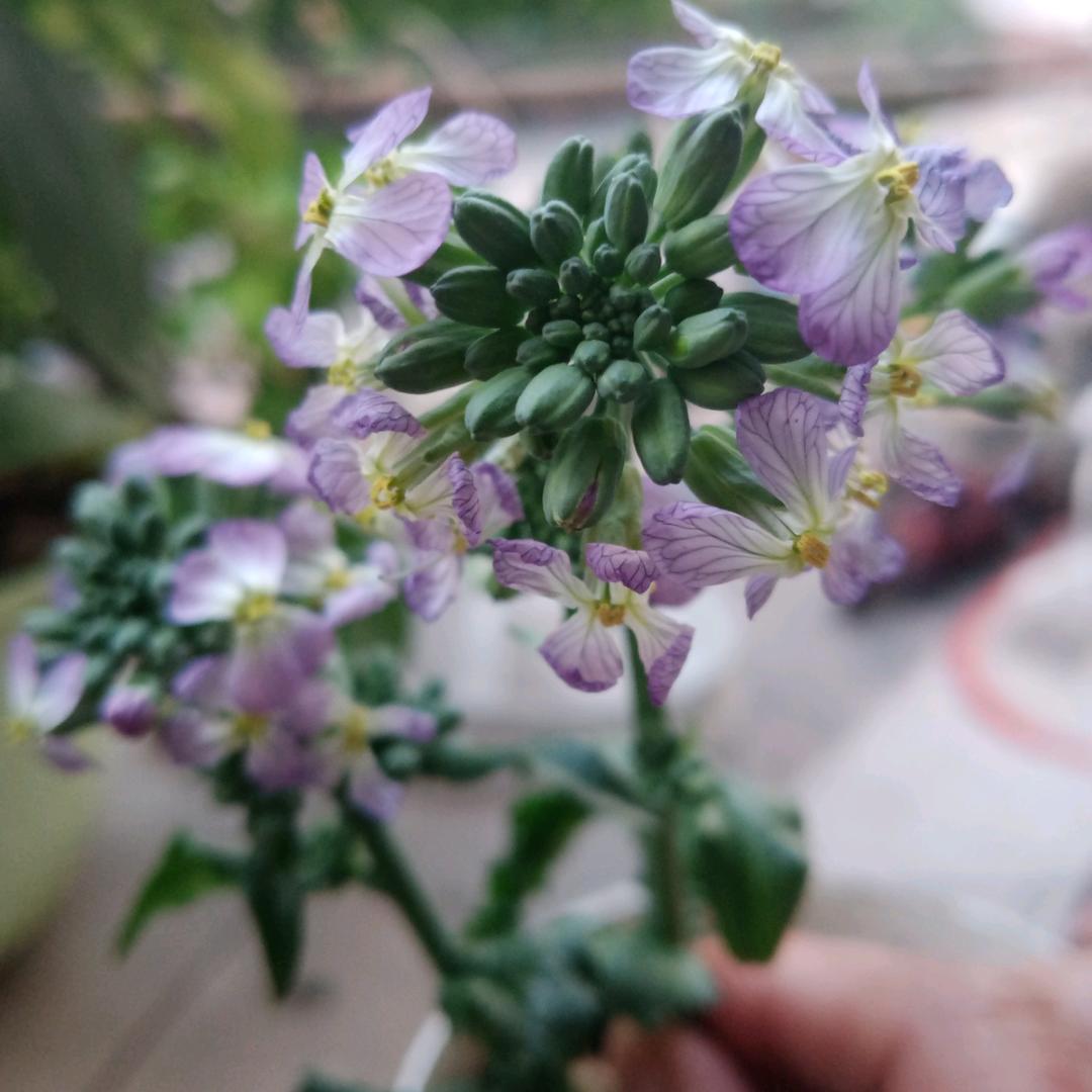 紫丁花