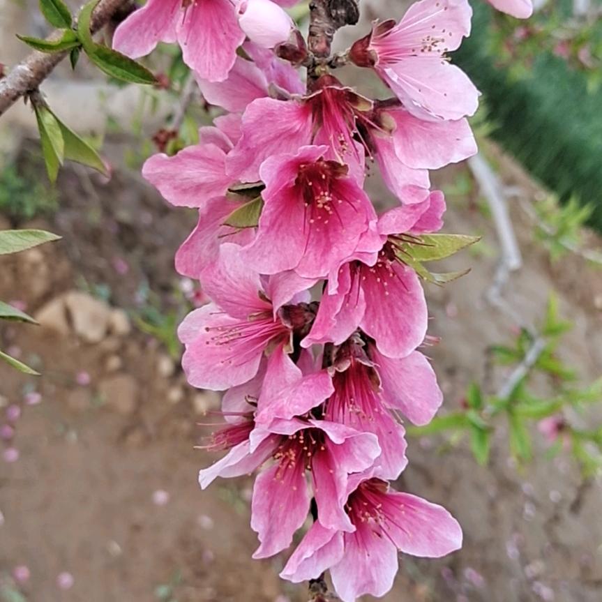 蔡子珍