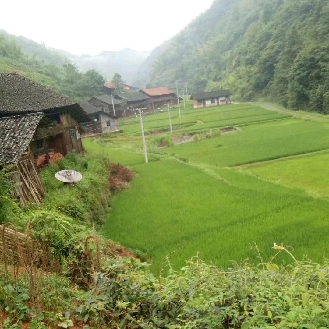 娟子雪峰土特产