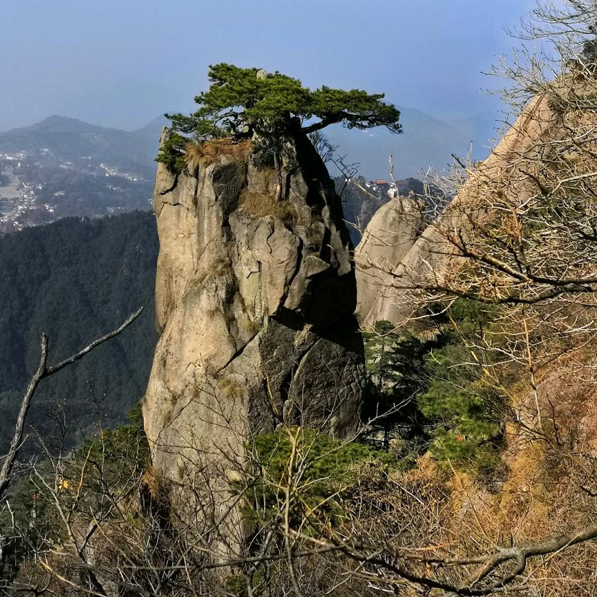 迎客松
