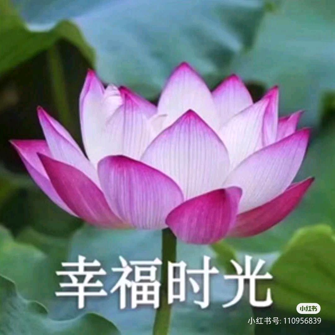 清香百合🕊
