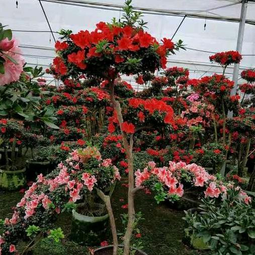 漳平市永福艺涵花木场