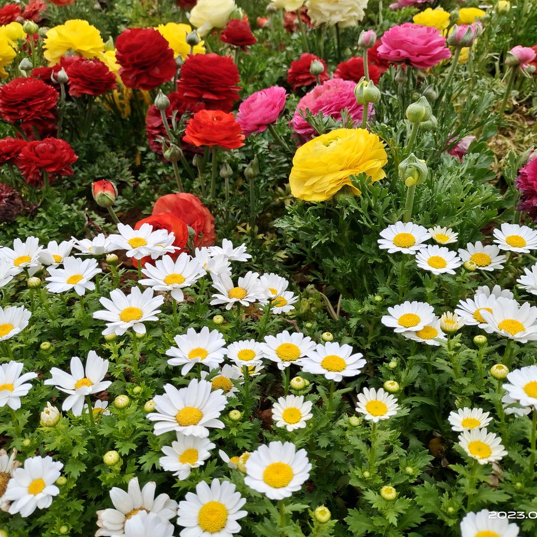 蝶恋花🌹