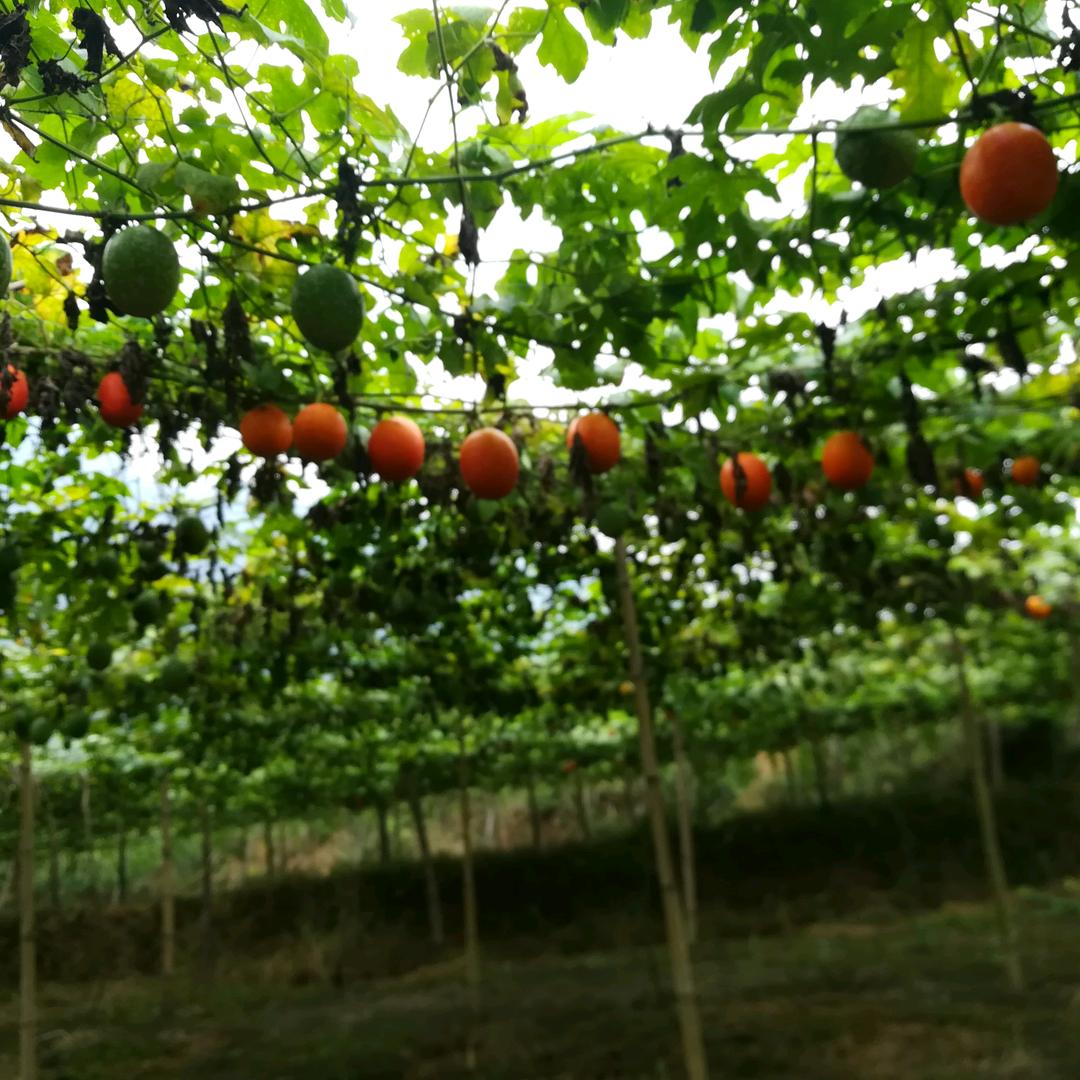 秀山田伟吊瓜，瓜蒌种植