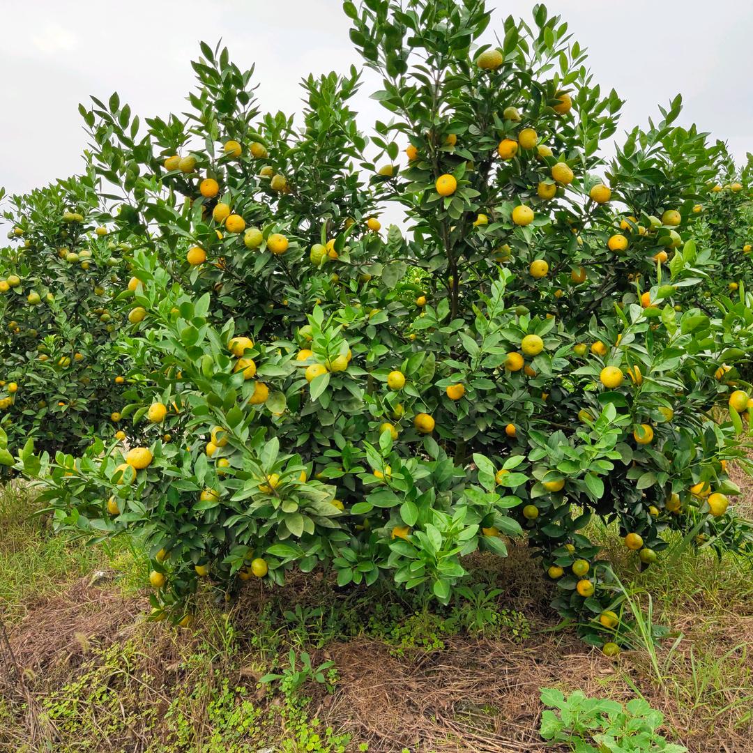 芦溪大庆生态农业开发有限公司官方号