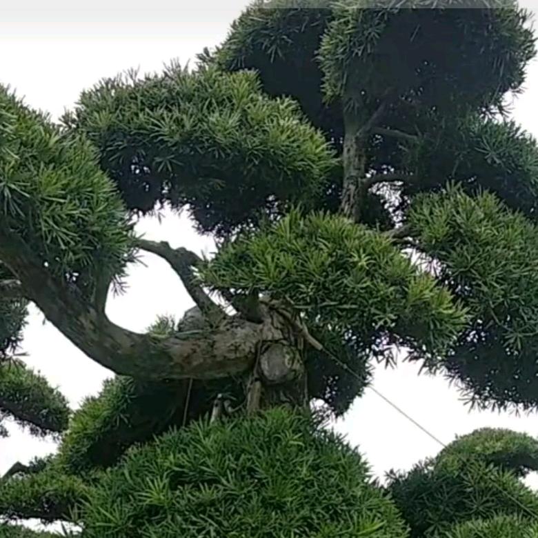 必胜