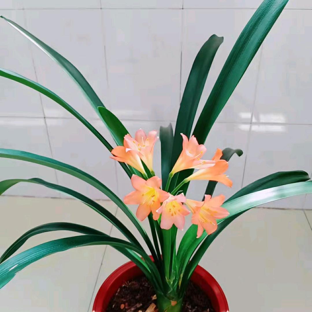 春暖花开🌸🌈