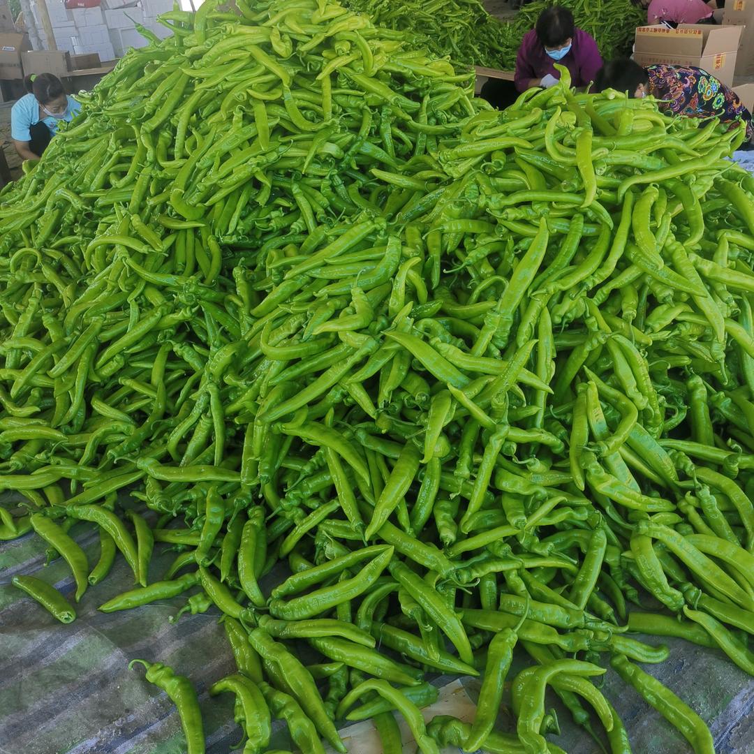 蔬菜大师