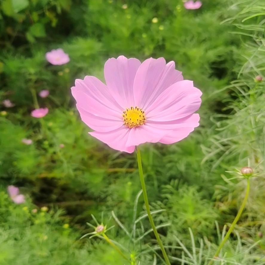 热水锅炉蒸发器