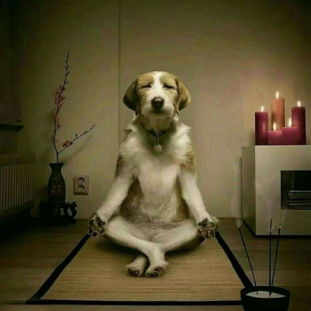 火狐狸🔥༣LJH