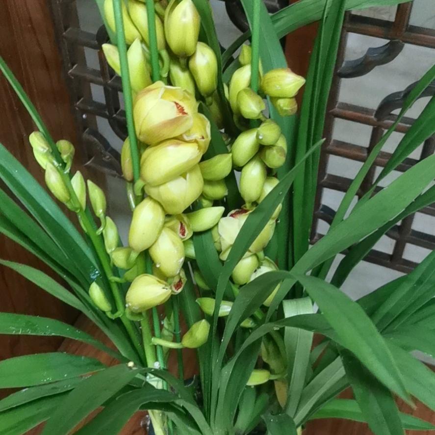明天会美好